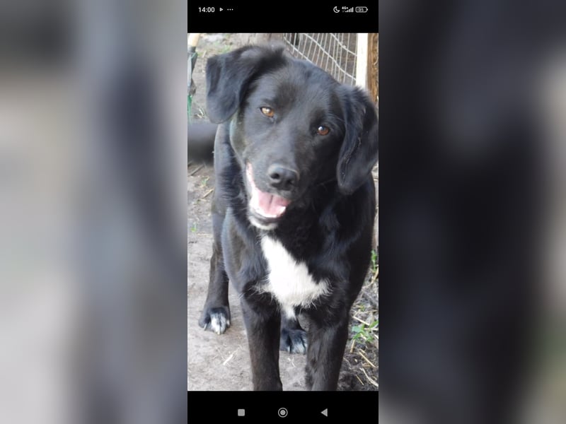 Nika - Mischling aus  Labrador und Spaniel sucht ein echtes Zuhause.