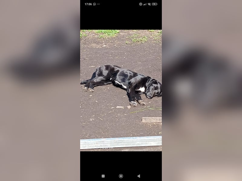 Nika - Mischling aus  Labrador und Spaniel sucht ein echtes Zuhause.