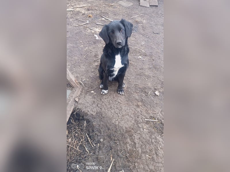Nika - Mischling aus  Labrador und Spaniel sucht ein echtes Zuhause.