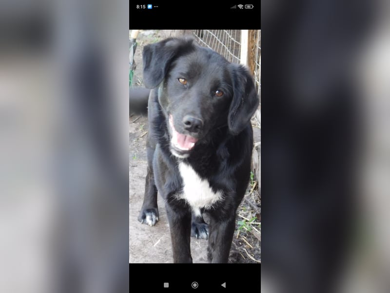 Nika - Mischling aus  Labrador und Spaniel sucht ein echtes Zuhause.