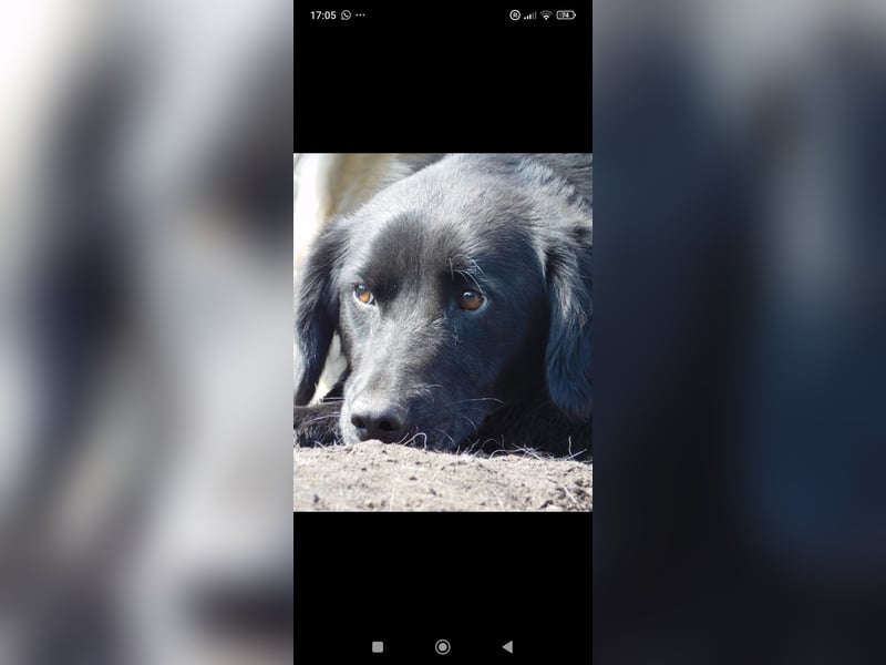 Nika - Mischling aus  Labrador und Spaniel sucht ein echtes Zuhause.