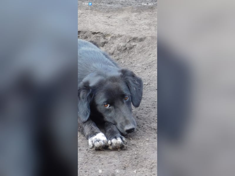 Nika - Mischling aus  Labrador und Spaniel sucht ein echtes Zuhause.