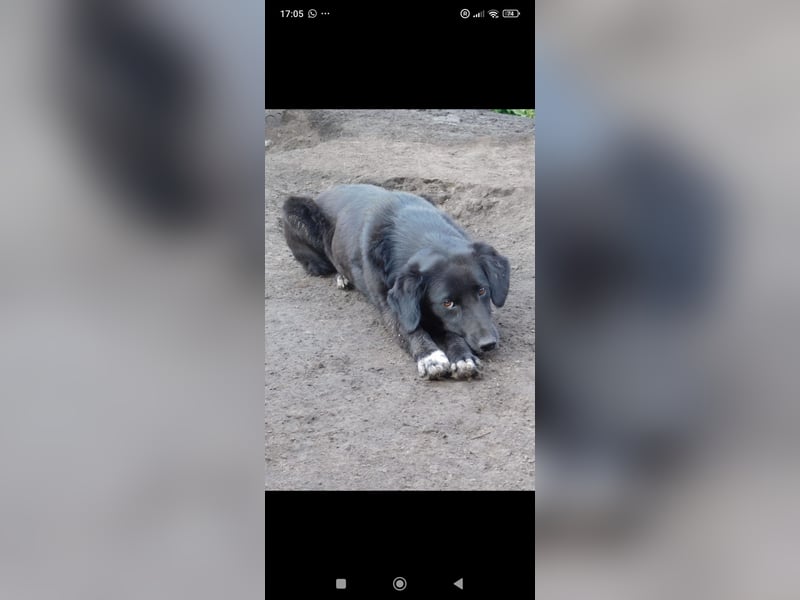 Nika - Mischling aus  Labrador und Spaniel sucht ein echtes Zuhause.