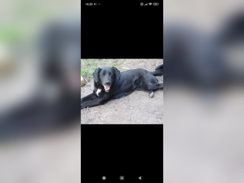 Nika - Mischling aus  Labrador und Spaniel sucht ein echtes Zuhause.