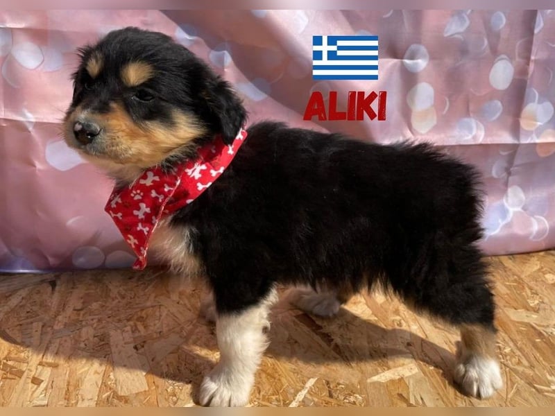 Aliki,geb.03/25,verschmustes Hundemädel sucht ihre Familie