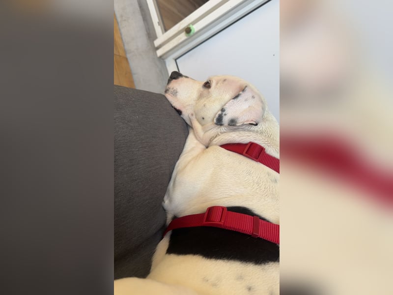 American Stafford pitbull Mix