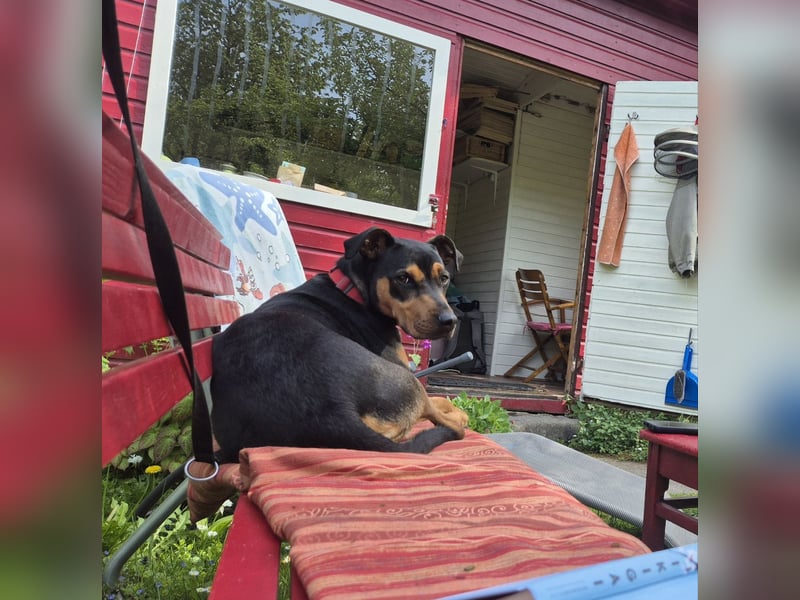 Pina sucht ihr Für-immer-Zuhause!