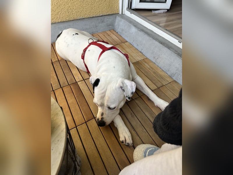 American Stafford pitbull Mix