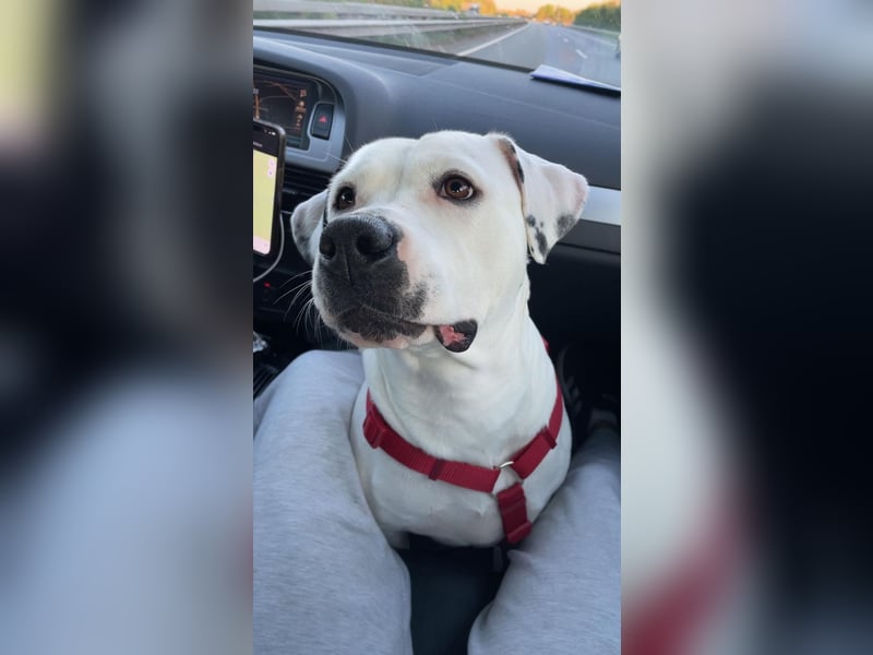 American Stafford pitbull Mix