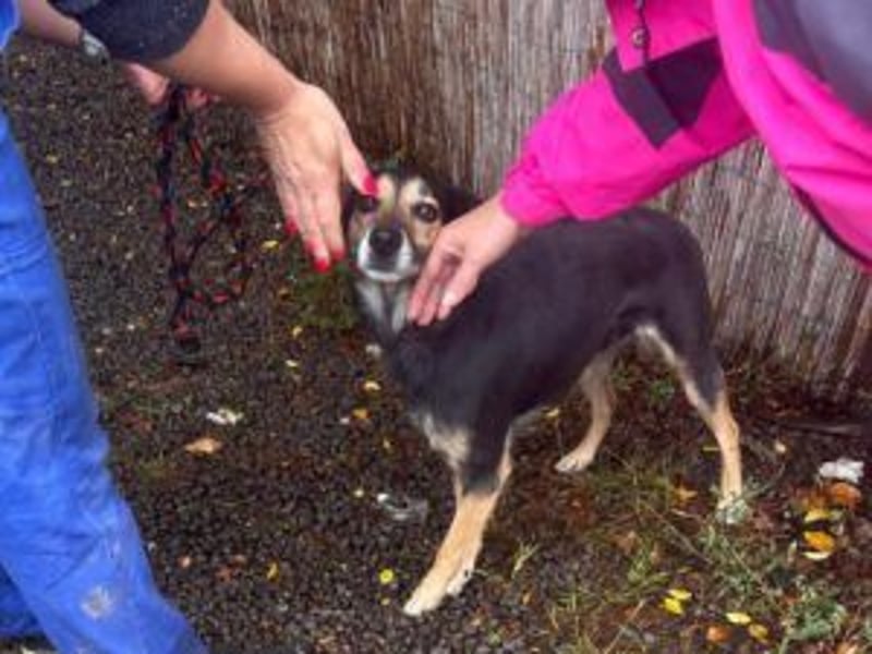 Update: ELLA - Verträglich, aber noch etwas schüchtern