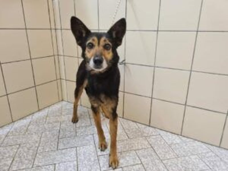 Update: ELLA - Verträglich, aber noch etwas schüchtern