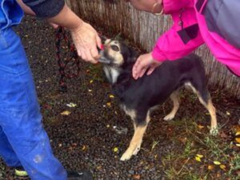 Update: ELLA - Verträglich, aber noch etwas schüchtern