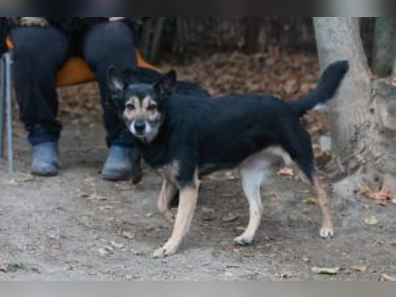 Update: ELLA - Verträglich, aber noch etwas schüchtern
