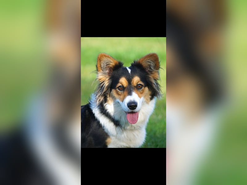 Nala 4 Jährige Corgi Cardigan Hündin Traumhündin