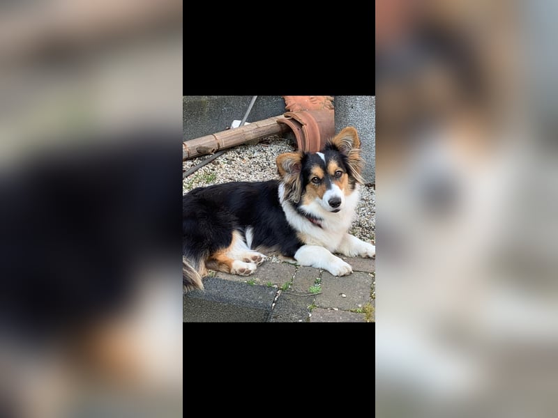 Nala 4 Jährige Corgi Cardigan Hündin Traumhündin