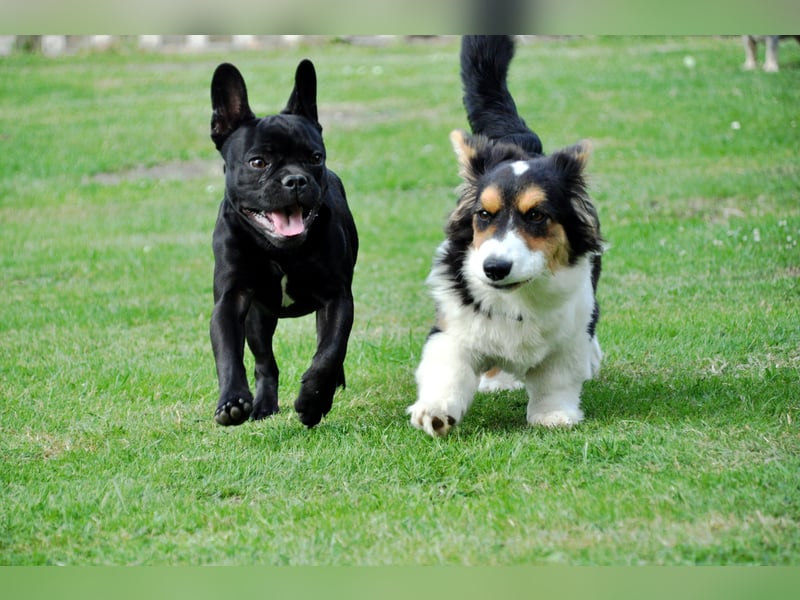 Nala 4 Jährige Corgi Cardigan Hündin Traumhündin