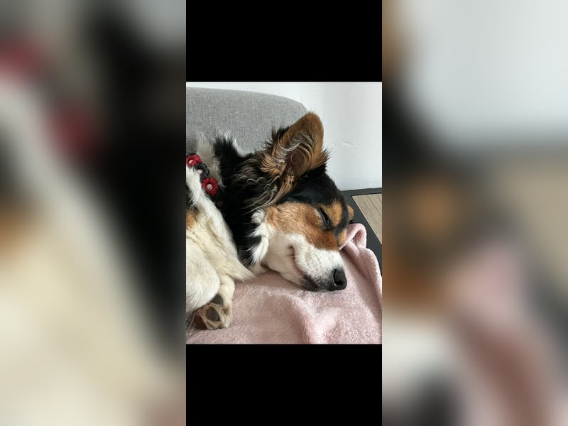 Nala 4 Jährige Corgi Cardigan Hündin Traumhündin
