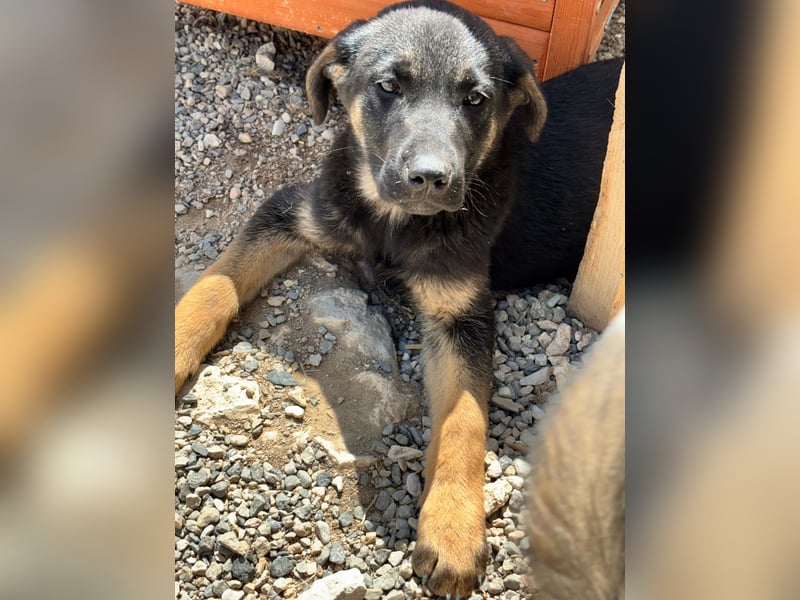 Freya - verkuscheltes Hundemädchen
