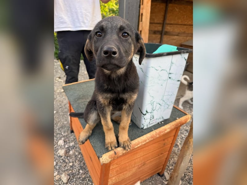 Freya - verkuscheltes Hundemädchen