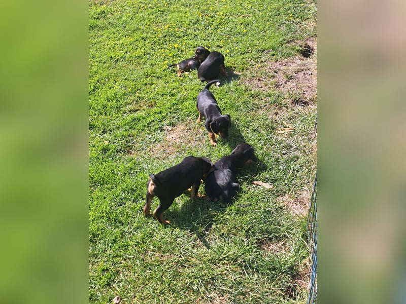 Jagdhunde