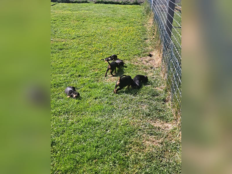 Jagdhunde