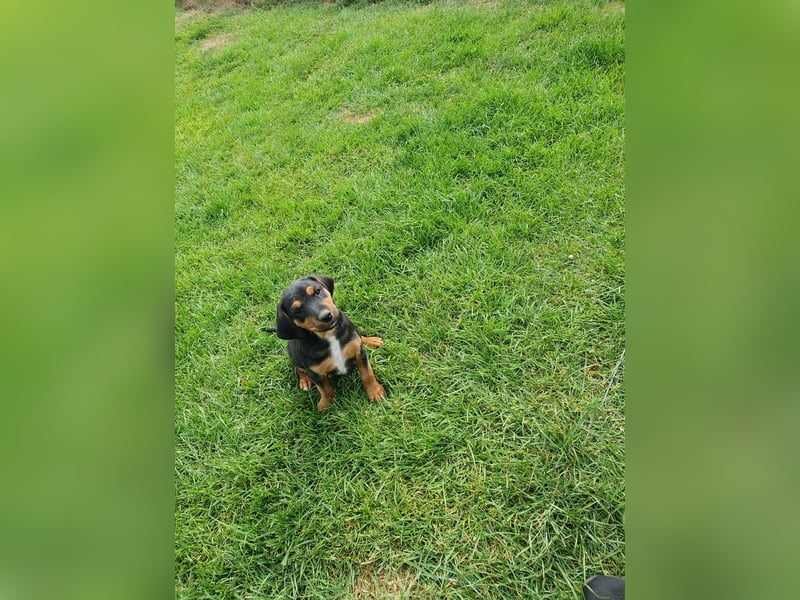 Jagdhunde