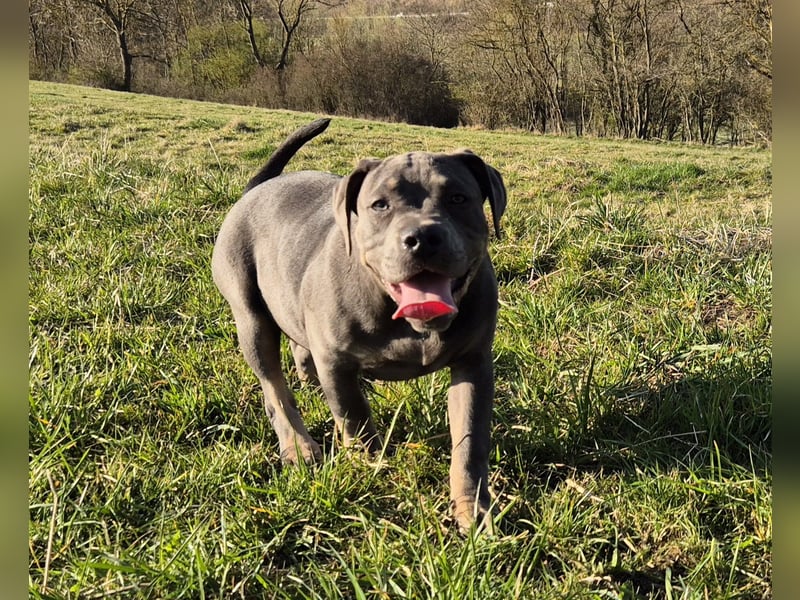 Süße Labradorweimaraner/ American Bully (Pocket)