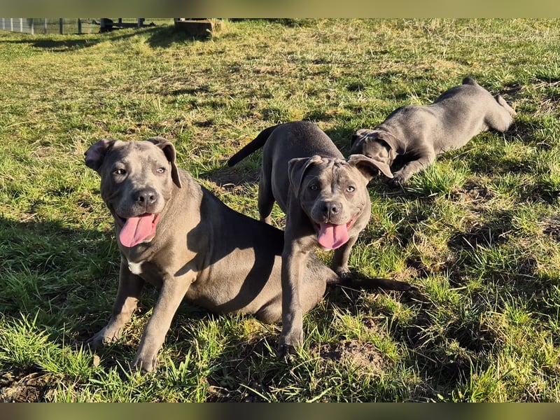 Süße Labradorweimaraner/ American Bully (Pocket)
