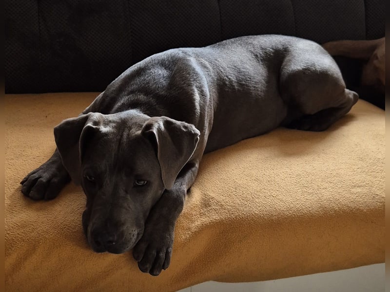 Süße Labradorwalmaraner/ American bully (pocket) Mix