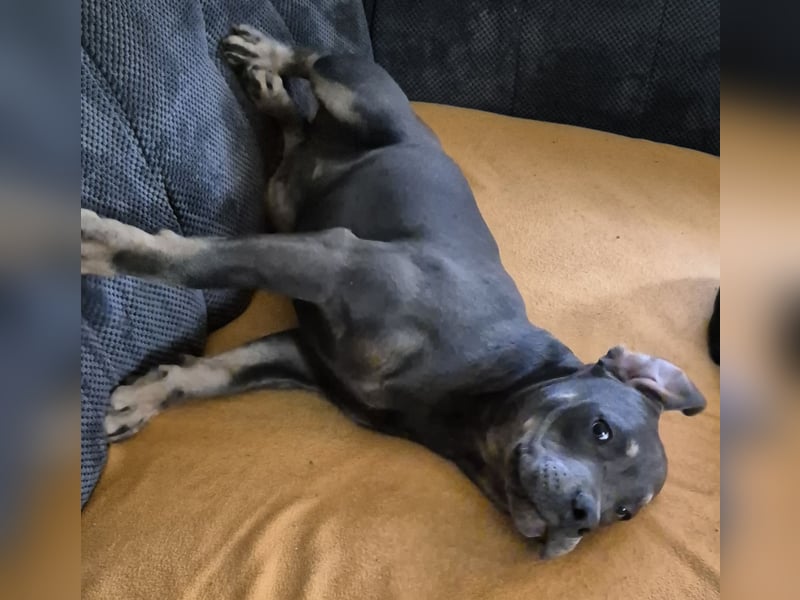 Süße Labradorwalmaraner/ American bully (pocket) Mix