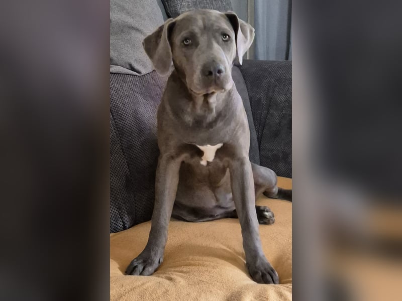 Süße Labradorwalmaraner/ American bully (pocket) Mix