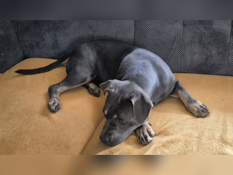 Süße Labradorwalmaraner/ American bully (pocket) Mix