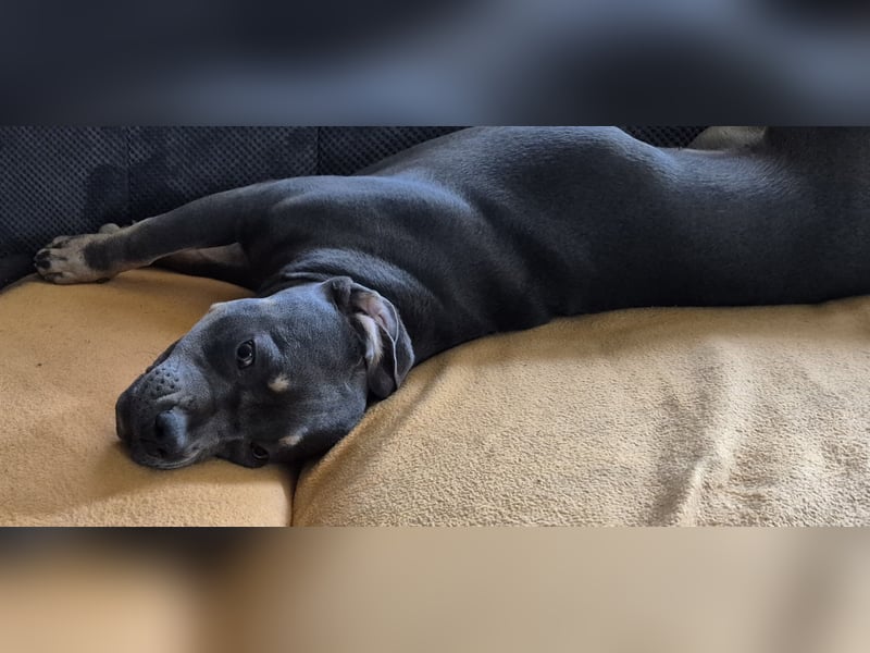 Süße Labradorwalmaraner/ American bully (pocket) Mix