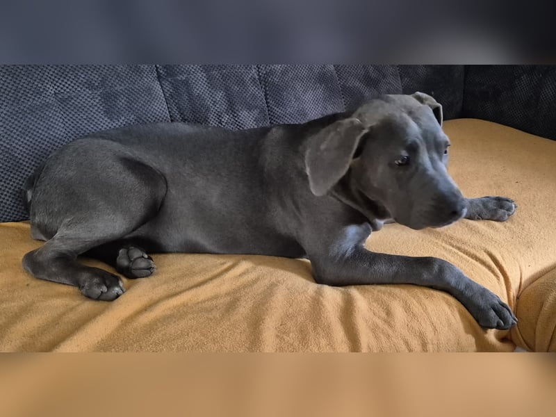 Süße Labradorwalmaraner/ American bully (pocket) Mix