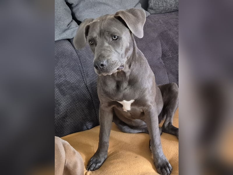 Süße Labradorwalmaraner/ American bully (pocket) Mix