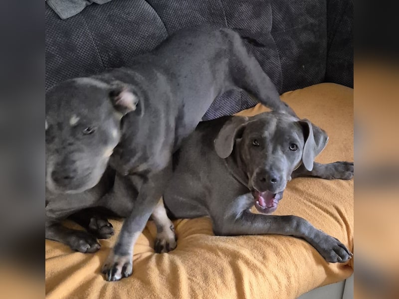 Süße Labradorwalmaraner/ American bully (pocket) Mix
