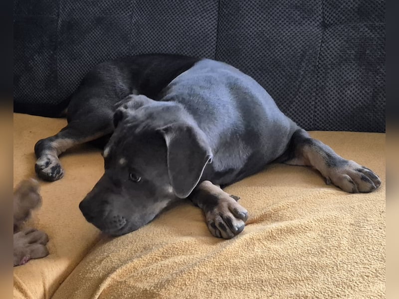 Süße Labradorwalmaraner/ American bully (pocket) Mix