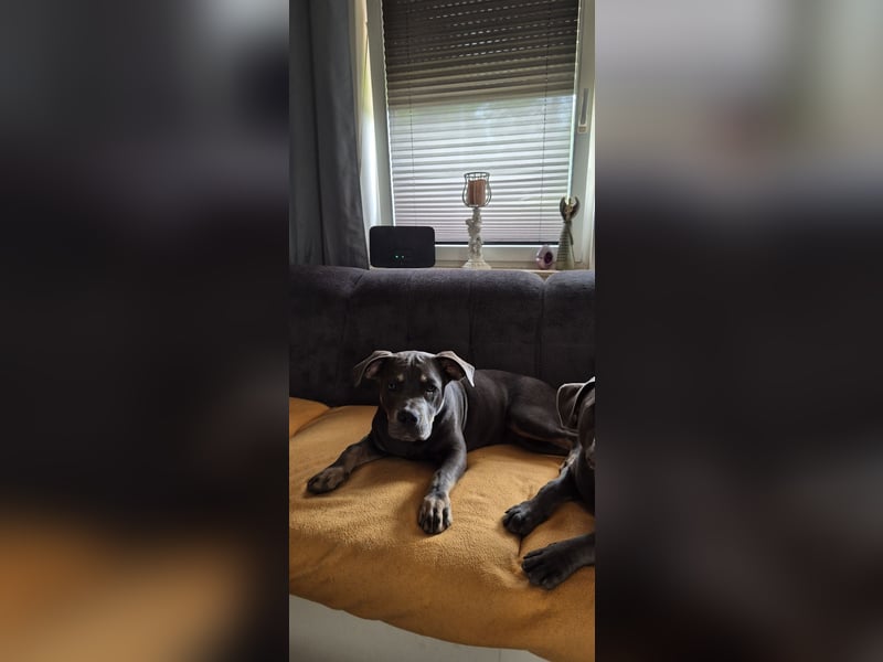 Süße Labradorwalmaraner/ American bully (pocket) Mix