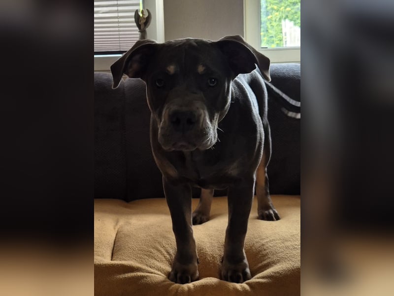 Süße Labradorwalmaraner/ American bully (pocket) Mix