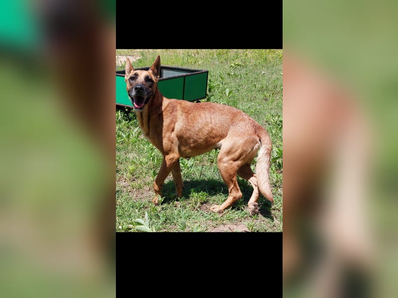 Lady treue Begleiterin sucht dich