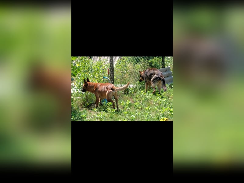 Lady treue Begleiterin sucht dich
