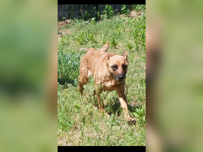 Lady treue Begleiterin sucht dich