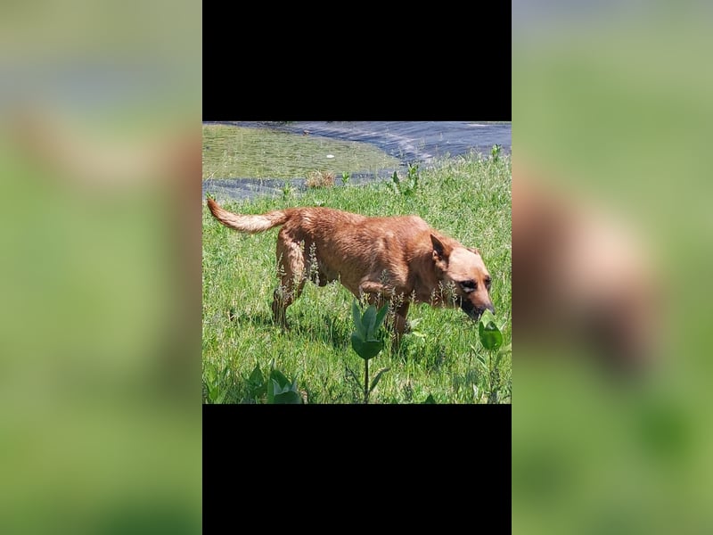Lady treue Begleiterin sucht dich
