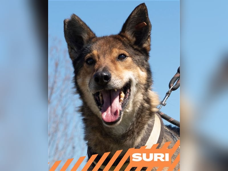 Suri