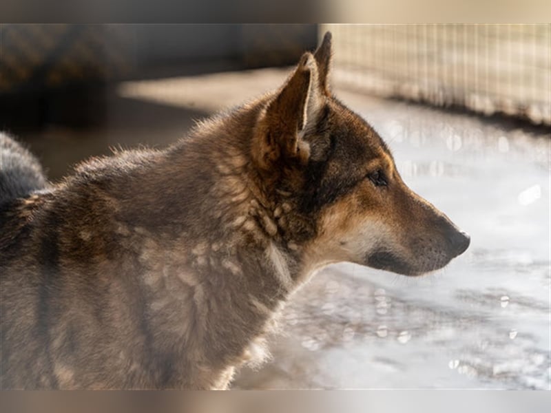 Suri