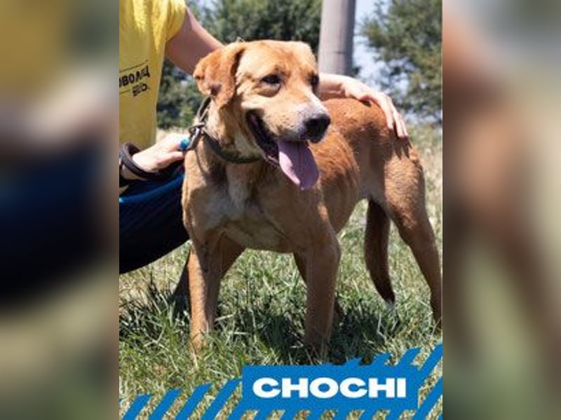 Chochi