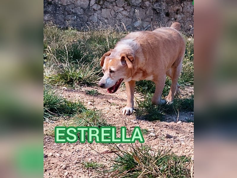 ❤️ESTRELLA, Mischlingshündin❤️