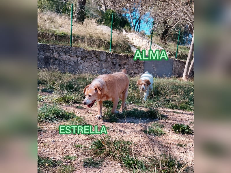 ❤️ESTRELLA, Mischlingshündin❤️