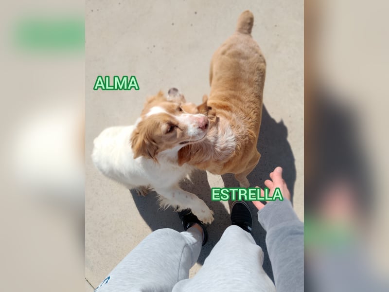 ❤️ESTRELLA, Mischlingshündin❤️