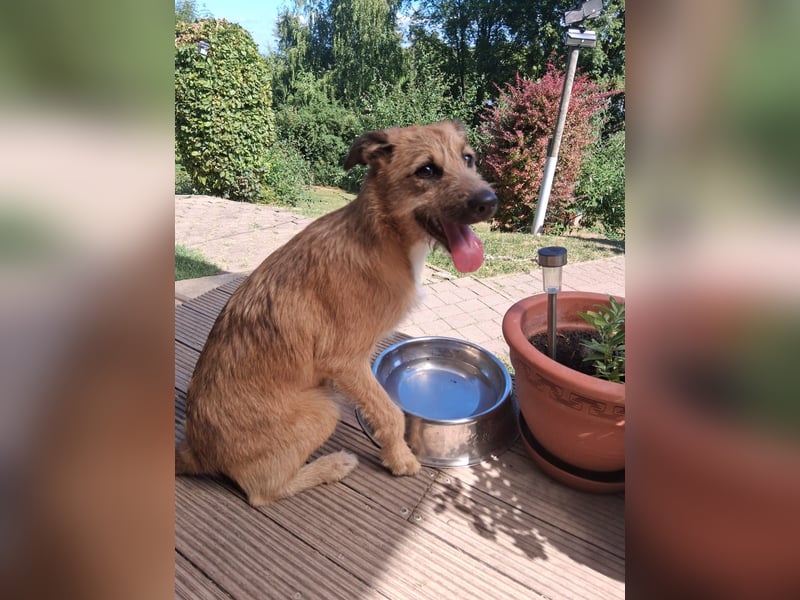 Nala wartet in 97513 Michelau